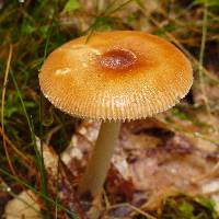 Amanita fulva image