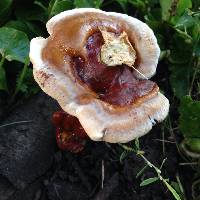 Ganoderma tsugae image