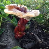 Ganoderma tsugae image