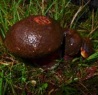 Boletus erythropus image