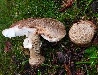 Amanita rubescens image