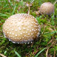 Amanita pantherina image