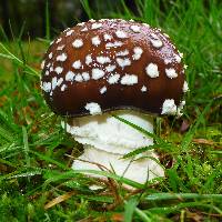 Amanita pantherina image