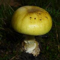 Amanita phalloides image