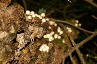 Lycoperdon pyriforme image