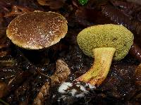 Boletus chrysenteron image