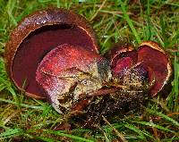 Boletus erythropus image