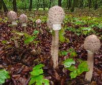 Macrolepiota procera var. procera image