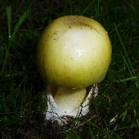 Amanita phalloides image