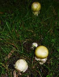 Amanita phalloides image