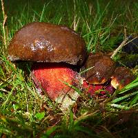 Boletus erythropus image