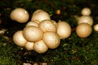 Lycoperdon pyriforme image