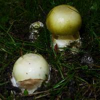 Amanita phalloides image