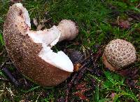 Amanita rubescens image