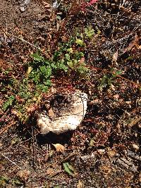 Amanita pantherina image