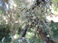 Ramalina leptocarpha image