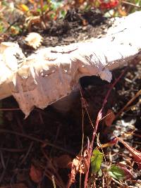 Amanita pantherina image