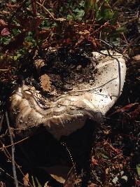 Amanita pantherina image