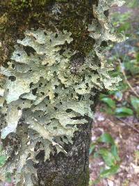 Lobaria pulmonaria image