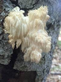 Hericium americanum image