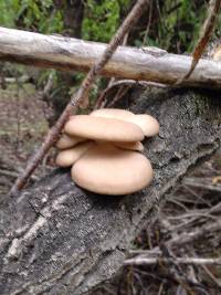 Pleurotus ostreatus image