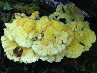 Laetiporus sulphureus image