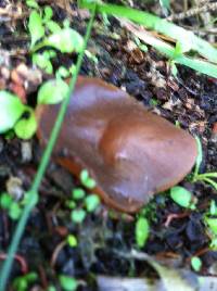 Auricularia auricula-judae image