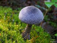 Cortinarius violaceus image