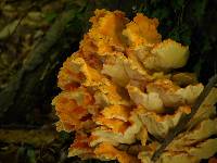 Laetiporus sulphureus image