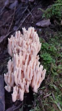 Ramaria stricta image