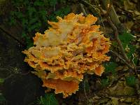 Laetiporus sulphureus image