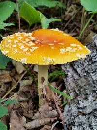 Amanita muscaria image