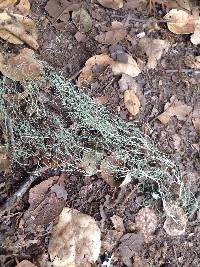 Ramalina menziesii image