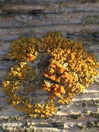 Xanthoria parietina var. parietina image