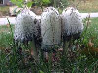 Coprinus comatus image