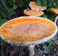 Amanita muscaria image