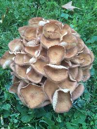 Armillaria tabescens image