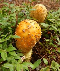 Amanita muscaria image