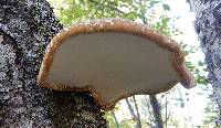 Fomitopsis betulina image