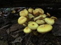 Armillaria tabescens image