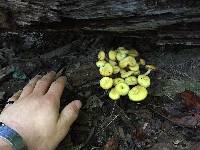 Armillaria tabescens image