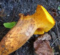 Omphalotus illudens image