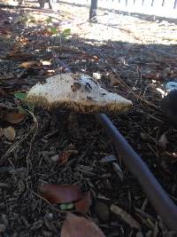 Chlorophyllum molybdites image