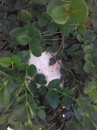 Chlorophyllum molybdites image