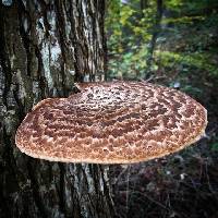 Polyporus squamosus image