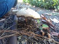 Chlorophyllum molybdites image