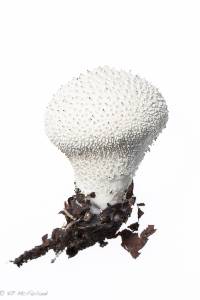 Lycoperdon perlatum image