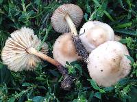 Marasmius oreades image