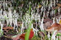 Clavaria fragilis image