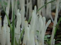 Clavaria fragilis image